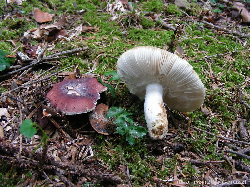 Russula sp.